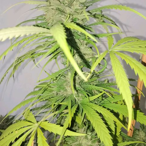 Royal Auto jack/runtz 11l growlog timeline photo