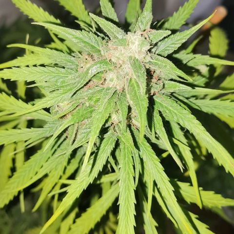 Royal Auto jack/runtz 11l growlog timeline photo