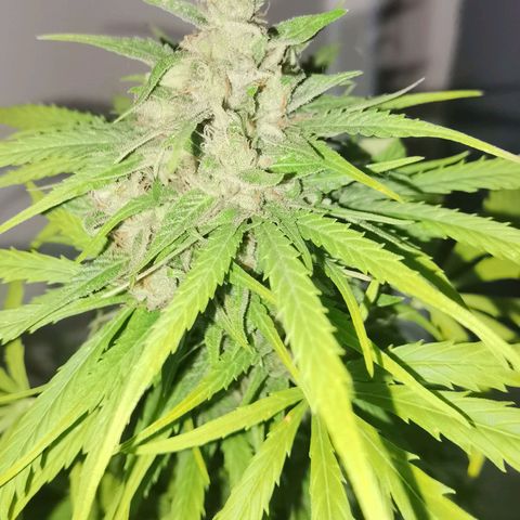 Royal Auto jack/runtz 11l growlog timeline photo
