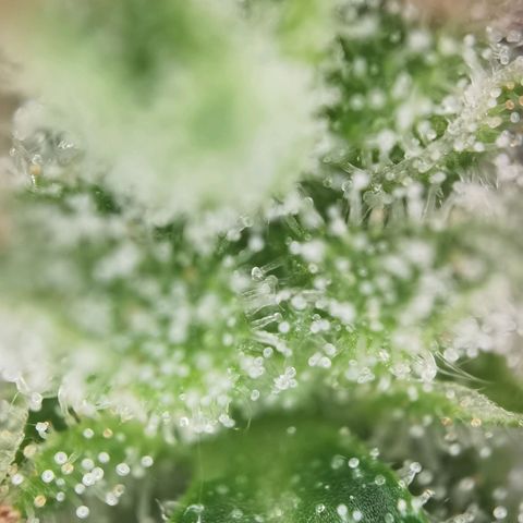 Royal Auto jack/runtz 11l growlog photo: Neben bud 