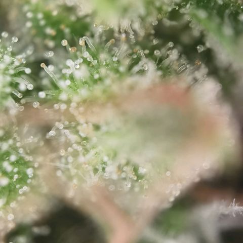 Royal Auto jack/runtz 11l growlog photo: Headbud