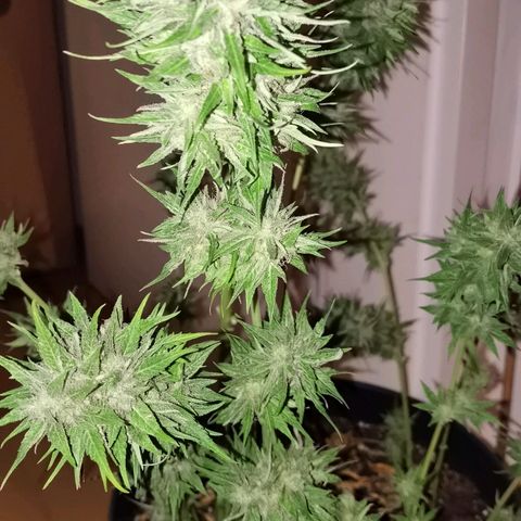 Royal Auto jack/runtz 11l growlog timeline photo