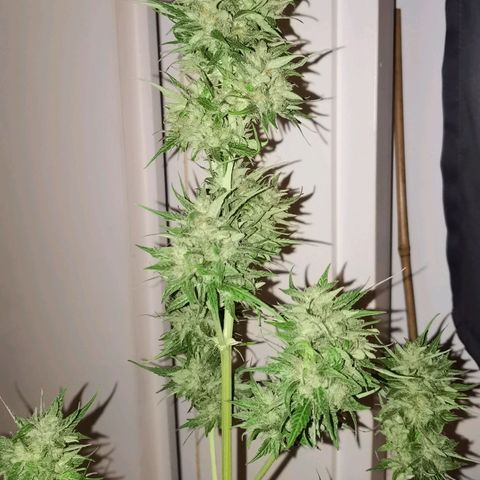 Royal Auto jack/runtz 11l growlog timeline photo