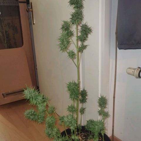 Royal Auto jack/runtz 11l growlog timeline photo