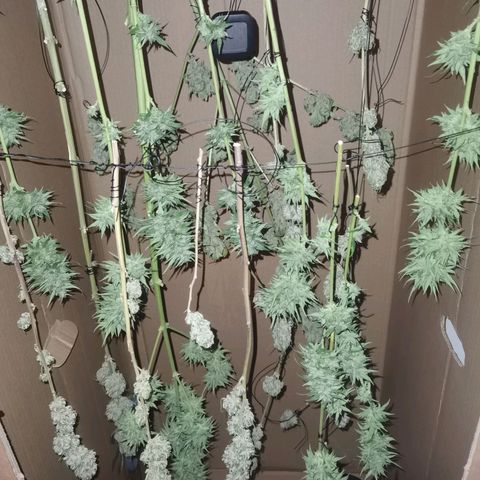 Royal Auto jack/runtz 11l growlog photo: Hängen mehrere drinnen.
Ab und zu Luft und Thermometer. 
