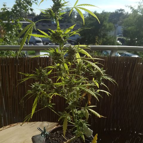 Royal runtz 3l growlog timeline photo