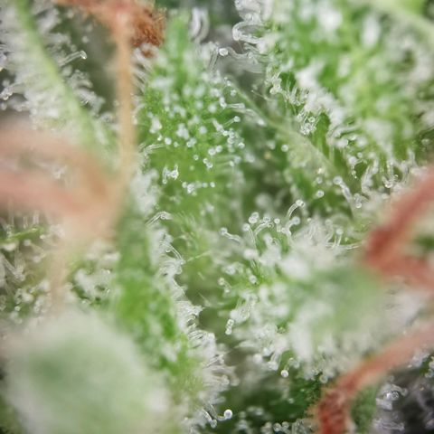 Royal runtz 3l growlog timeline photo