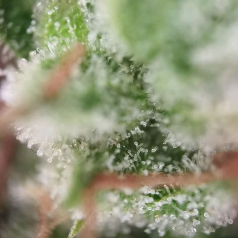 Royal runtz 3l growlog timeline photo