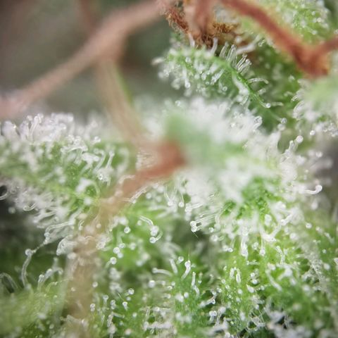 Royal runtz 3l growlog timeline photo