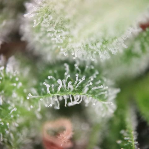 Royal runtz 3l growlog timeline photo
