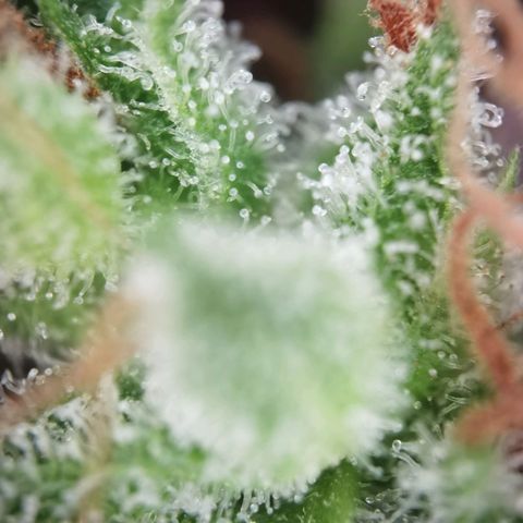Royal runtz 3l growlog timeline photo