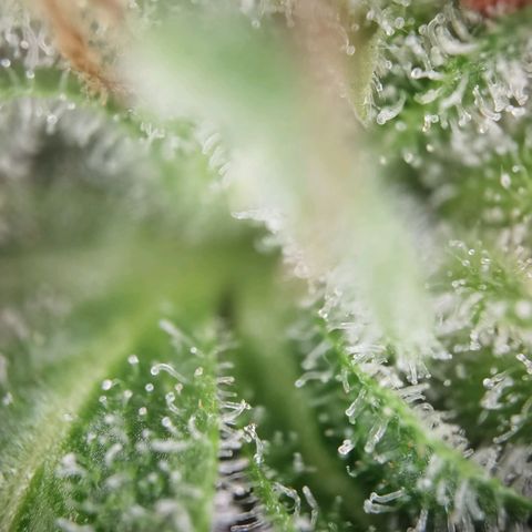 Royal runtz 3l growlog timeline photo
