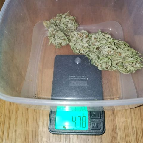 Apple fritter auto 8l growlog photo: Der head bud, fast 5 g. 