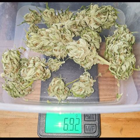 Apple fritter auto 8l growlog photo: Das vom letzten (die 3 arme) 