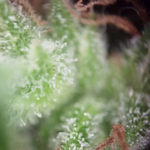 Royal runtz 3l growlog timeline photo