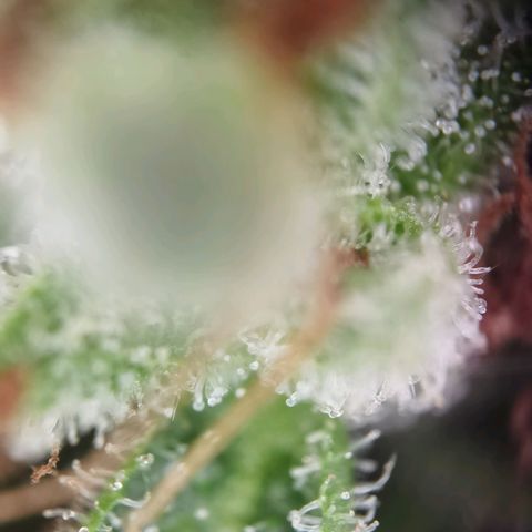 Royal runtz 3l growlog timeline photo