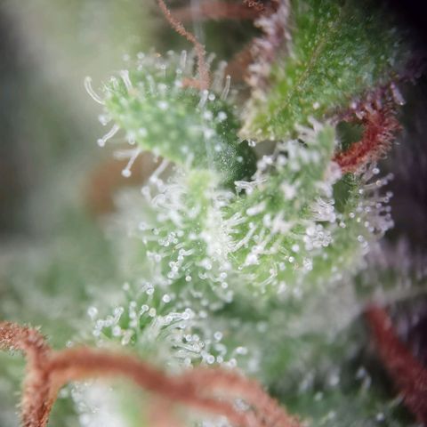 Royal runtz 3l growlog timeline photo
