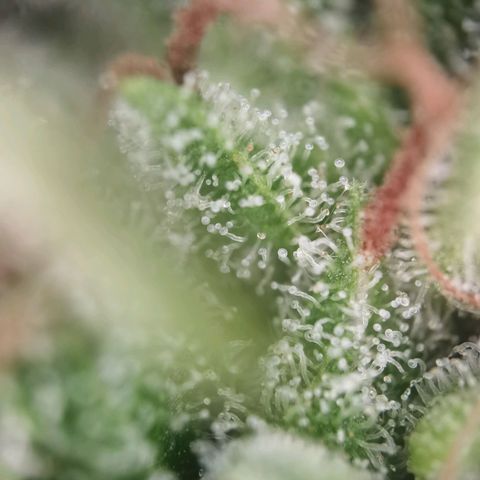 Royal runtz 3l growlog timeline photo