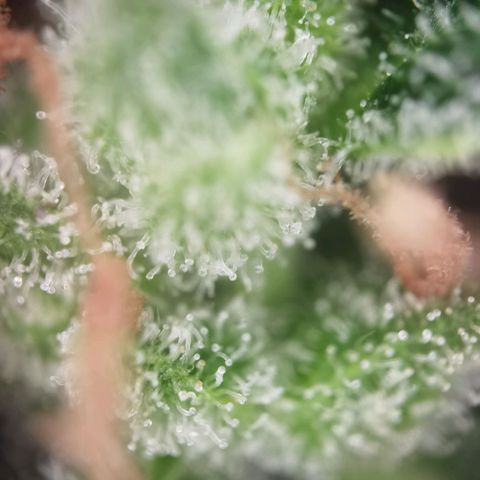 Royal runtz 3l growlog timeline photo