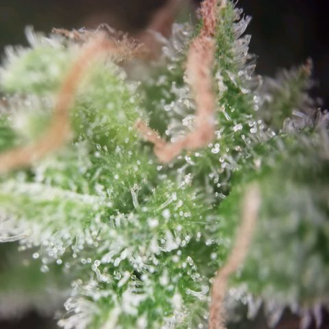 Royal runtz 3l growlog timeline photo