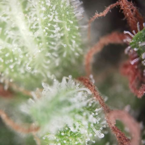 Royal runtz 3l growlog timeline photo