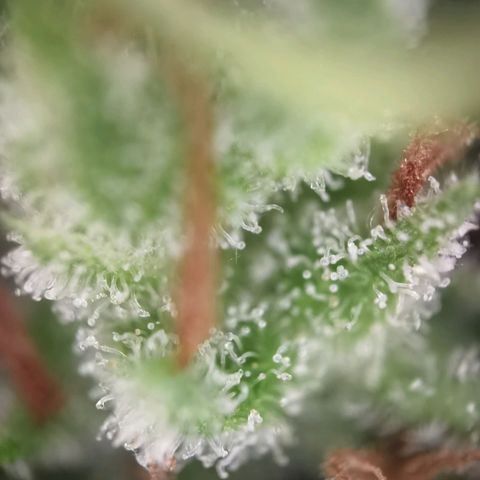 Royal runtz 3l growlog timeline photo