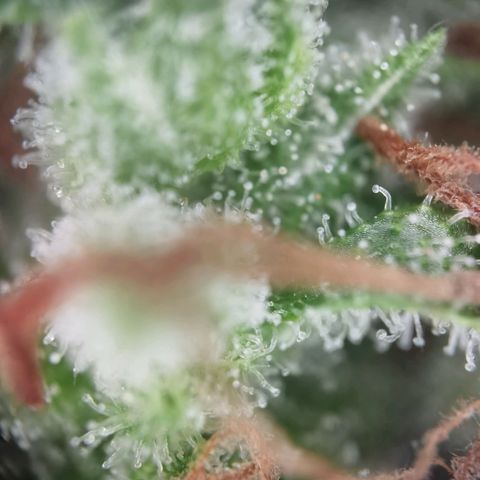 Royal runtz 3l growlog timeline photo