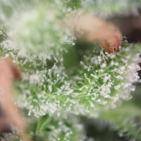 Royal runtz 3l growlog timeline photo