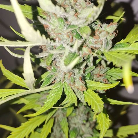 Royal runtz 3l growlog timeline photo