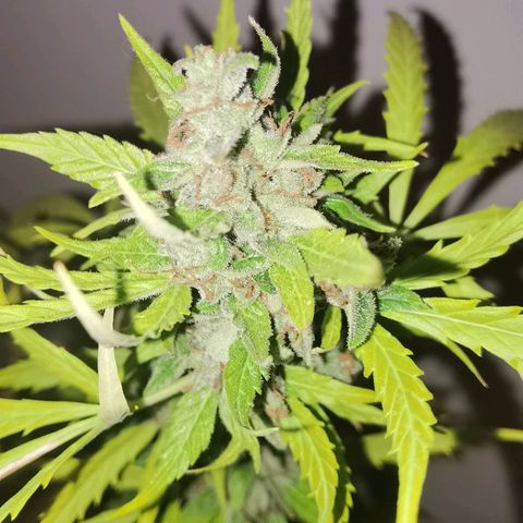 Royal runtz 3l growlog timeline photo