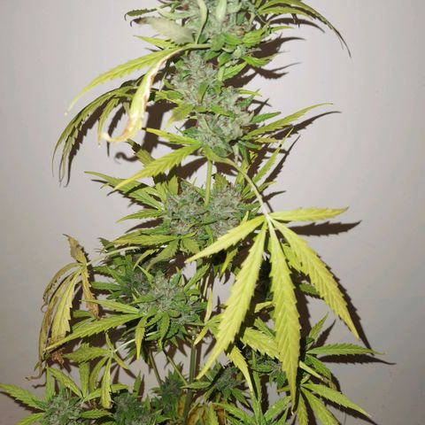 Royal runtz 3l growlog timeline photo