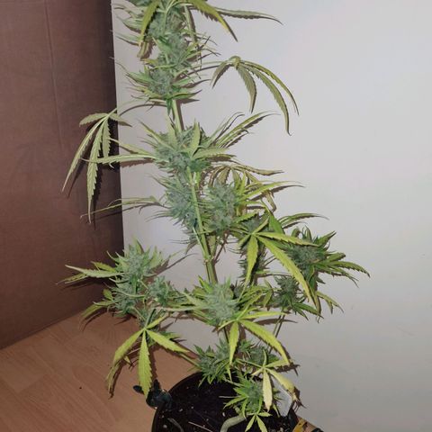 Royal runtz 3l growlog timeline photo