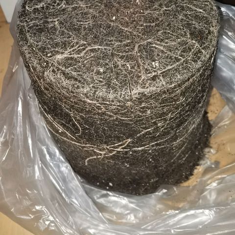 Royal Auto jack/runtz 11l growlog photo: Royal runtz