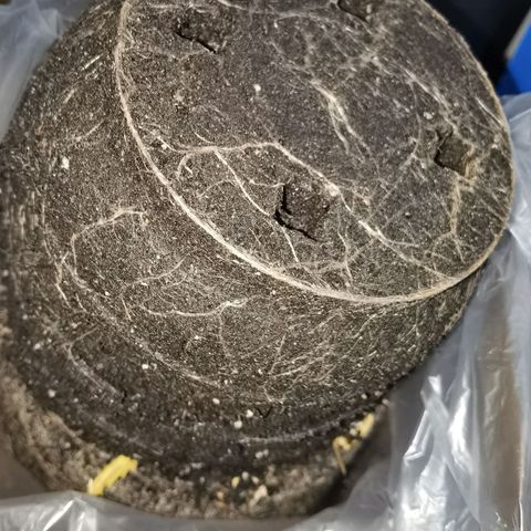 Royal runtz 3l growlog timeline photo