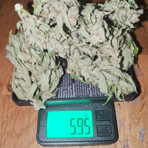 Royal Auto jack/runtz 11l growlog photo: 31 gramm (die 6 gramm ein Tag früher raus gehangen) 