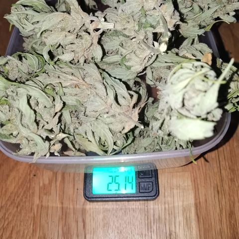 Royal Auto jack/runtz 11l growlog photo: 31 gramm (die 6 gramm ein Tag früher raus gehangen) 