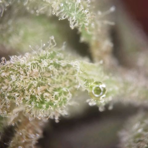 Royal Auto jack/runtz 11l growlog photo: Das Harz quillt quasi aus allen nähten. 