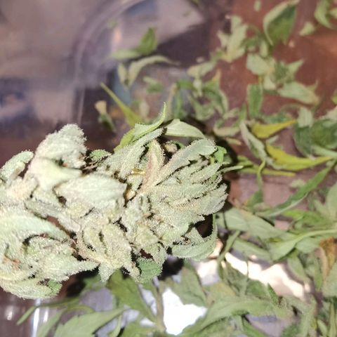 Royal Auto jack/runtz 11l growlog timeline photo