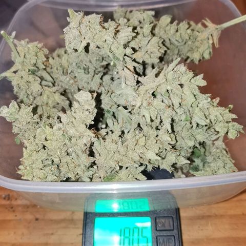 Royal Auto jack/runtz 11l growlog photo: Nochmal getrimmt. 7 gramm mehr für wasserhasch. 