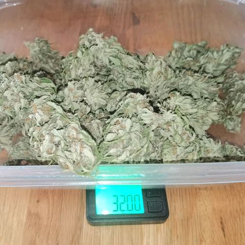 Royal Auto jack/runtz 11l growlog photo: Runtz. 32g