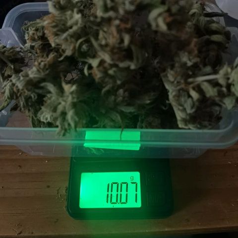 Royal runtz 3l growlog timeline photo