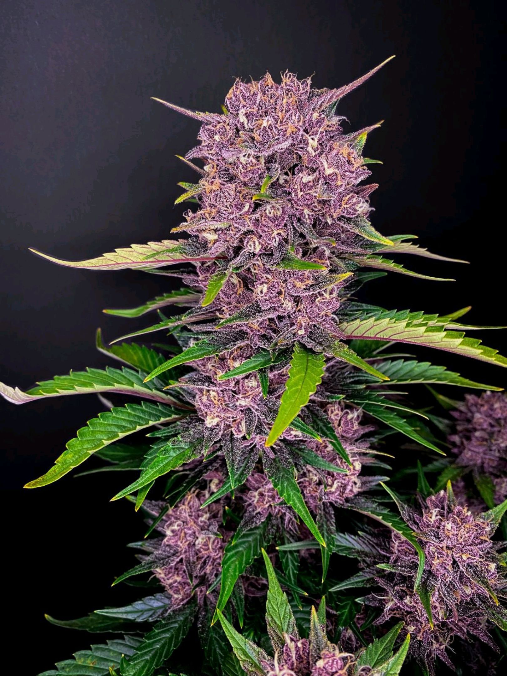 #PurplePlants💯👑 #SeaOfGreen🥦🥦🥦 #SpiderFarmer 🕷✅️ growlog header