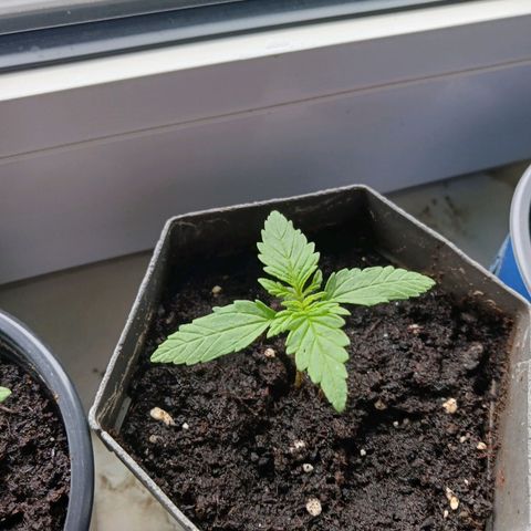 Banana Kush Cake #Automatic growlog timeline photo