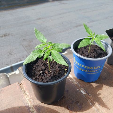 Banana Kush Cake #Automatic growlog timeline photo