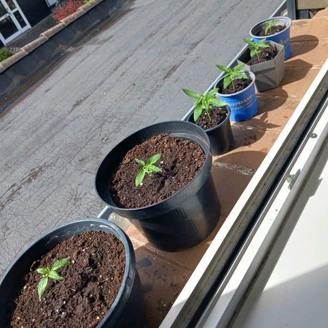 Banana Kush Cake #Automatic growlog timeline photo