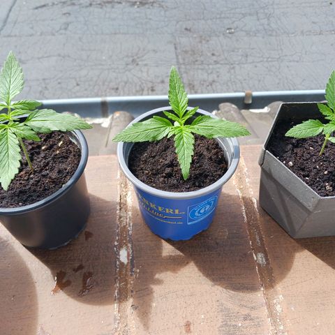 Banana Kush Cake #Automatic growlog timeline photo
