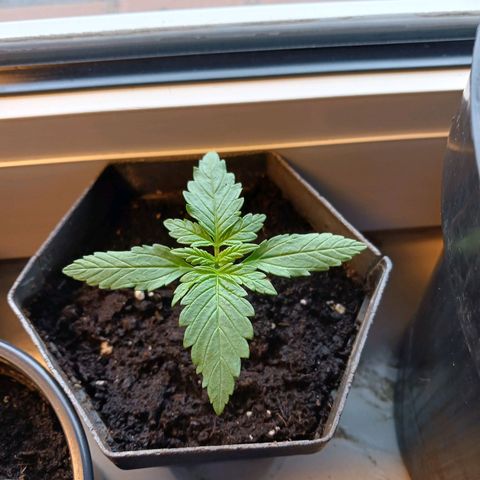 Banana Kush Cake #Automatic growlog timeline photo