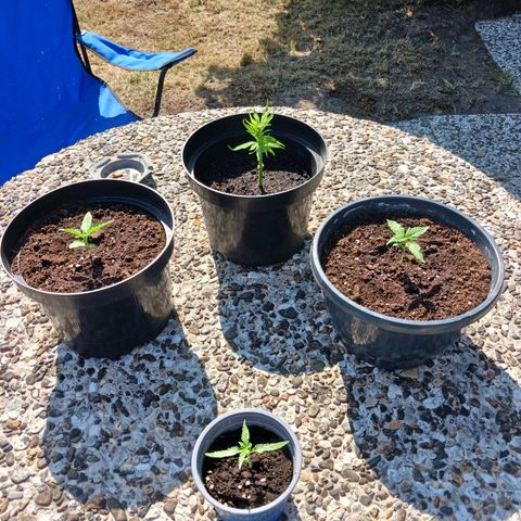 Banana Kush Cake #Automatic growlog timeline photo
