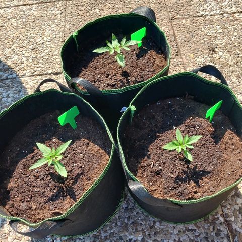 Banana Kush Cake #Automatic growlog timeline photo