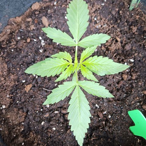 Banana Kush Cake #Automatic growlog timeline photo